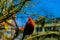 A domesticated forest rooster is sitting on a plum tree in the middle of Sapa town, Vietnam. This chicken is very rare, beautiful