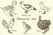 Domesticated fowl set, Goose, Muscovy duck, Duck, Chicken rooster, quail and turkey