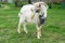 Domesticated goat feeding off grass in the field. Farm animals.