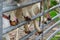 Domesticated goats hooves on metal gate