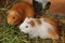 Domesticated Guinea Pigs in Pisac