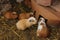 Domesticated Guinea Pigs in Pisac