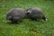 Domesticated guineafowl Numida meleagris f. domestica