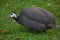 Domesticated guineafowl Numida meleagris f. domestica