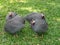 Domesticated Helmeted Guineafowl Numida meleagris feeding