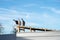 Domesticated helmeted guineafowl (Numida meleagris) on roof