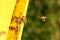 Domesticated honeybees in flight, returning to their apiary