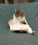 Domesticated kitten sits on tarpaulin as man on chair. Hairy tail between legs. Bored animal face. Sad felis catus domesticus with
