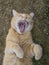 Domesticated orange tabby cat lying on grasst outside yawning, paws up.