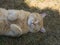 Domesticated orange tabby cat lying on grasst outside yawning, paws up.