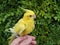 Domesticated parrot sitting on hand. Yellow bird. Yellow Nymphicus hollandicus - cockatiel