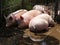 Domesticated pig sows laying in the dirt