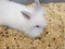 domesticated rabbit puppy with white hair for pet
