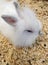 domesticated rabbit puppy with white hair for pet