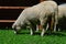 Domesticated sheeps, latin name Ovis Aries, possibly of Merino or Swiss White Alpine breed, eating grass at wooden fence