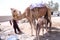 Domesticated single hump camel Camelus dromedarius with calf