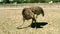 Domesticated wild african ostrich struthio camelus is walking in an aviary on a ostrich farm.