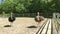 Domesticated wild african ostrich struthio camelus is walking in an aviary on a ostrich farm.