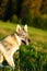 Domesticated wolf dog on a meadow. Czechoslovakian shepherd.