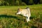 Domesticated wolf dog on a meadow. Czechoslovakian shepherd.