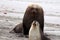 A dominant adult male Australian Sea Lion in Seal Bay ,South Australia