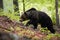 Dominant brown bear male walking in green summer forest with trees