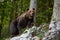 Dominant brown bear, ursus arctos standing on a rock in forest.
