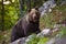 Dominant brown bear, ursus arctos standing on a rock in forest.