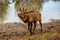 Dominant bull elk in mating season