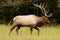 Dominant bull elk sounding a bugle.