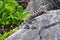 Dominant caribbean male Iguana, Mexico