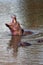 Dominant Common Hippopotamus [hippopotamus amphibius] bull displaying tusks while yawning in a lake in Africa