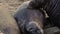 Dominant elephant seal male in californian beach