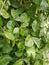 dominant green leaves, jasmine ornamental plant.