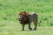 A dominant male African lion from the Ngorongoro pride