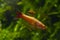 Dominant male aggressive pose, golden breed of white cloud mountain minnow, dwarf coldwater species, healthy blurred plants