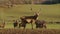 Dominant Male Deer stag at Deer Farm, UK