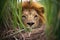 dominant male lion sprawled under bush canopy