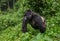 Dominant male mountain gorilla in the grass. Uganda. Bwindi Impenetrable Forest National Park.