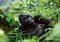 Dominant male mountain gorilla in the grass. Uganda. Bwindi Impenetrable Forest National Park.