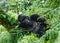 Dominant male mountain gorilla in the grass. Uganda. Bwindi Impenetrable Forest National Park.