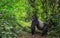 Dominant male mountain gorilla in rainforest. Uganda. Bwindi Impenetrable Forest National Park.