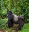 Dominant male mountain gorilla in rainforest. Uganda. Bwindi Impenetrable Forest National Park.