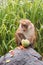 Dominant Male Toque Macaque Monkey feeding on watermelon at roadside in Sri Lanka