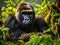 Dominant mountain gorilla in rainforest. Uganda. Bwindi Impenetrable Forest National Park