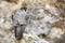 Dominant peregrine falcon standing on rock from back.