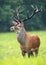 Dominant red deer stag looking aside on hay field in autumnal nature