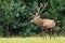 Dominant red deer stag standing on a glade from front view with copy space