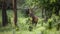 Dominant red deer stag standing in green summer forest at sunset.