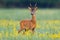 Dominant roe deer buck from front view on a meadow with flowers